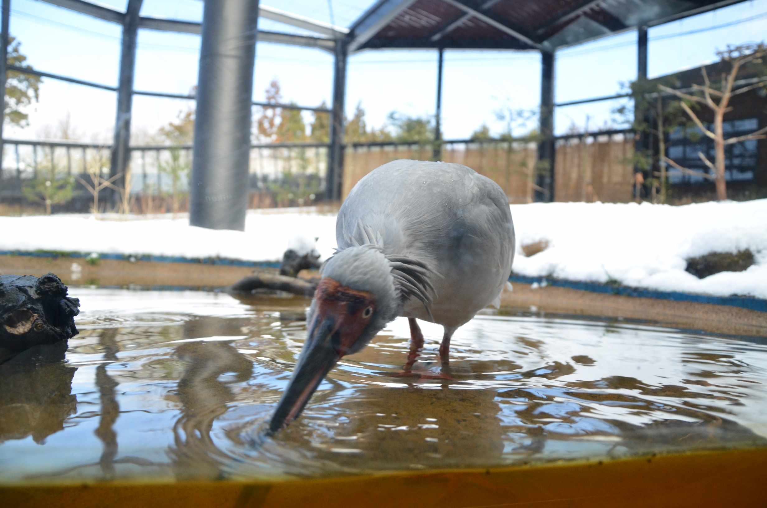トキの森公園　トキ
